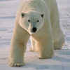 Polar Bear Killed After Cruise Ship Guard Attacked
