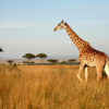 Want a Free African Safari?  Here’s How!