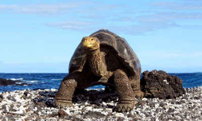 Celebrity Cruises Heading Back to the Galapagos This July